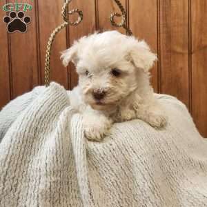 Jack, Havanese Puppy